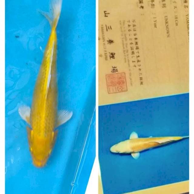 Yamabugi ogon yamasan