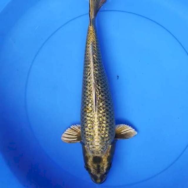 Mukashi ginrin indukan 37 cm