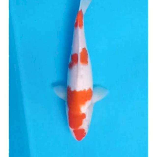 Kohaku 3step ori 32cm