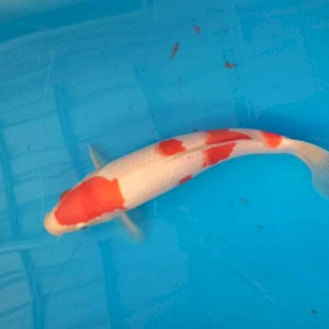 maruten kohaku 29cm
