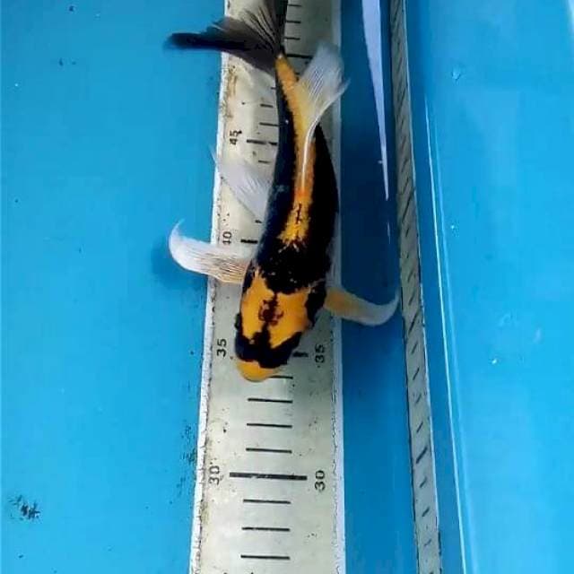 Kumpai 23cm