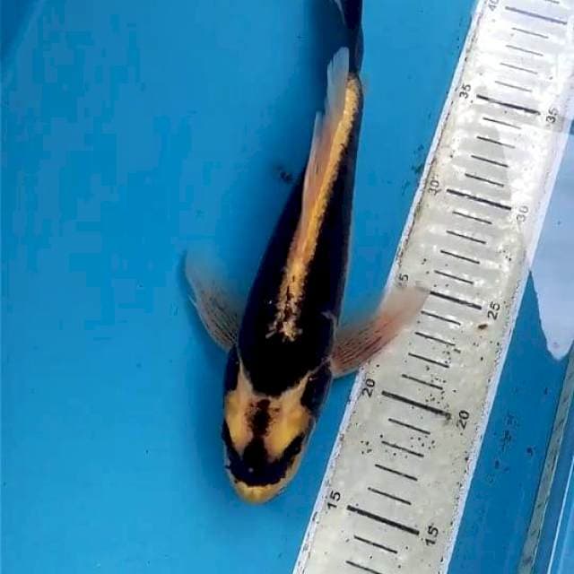 Kumpai 26cm