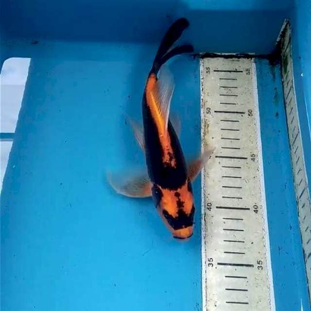 Kumpai 23cm