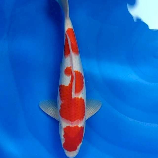 Kohaku F1 strong original pattern