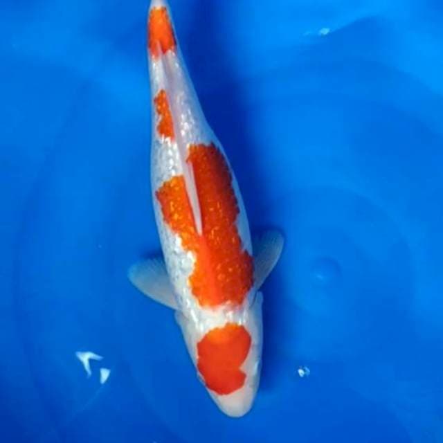 Ginrin kohaku F1 original pattern