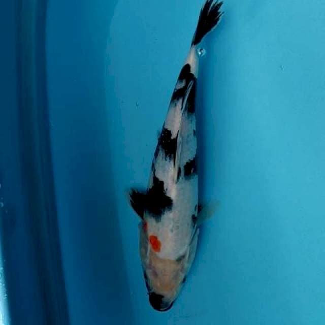 Shiro utsuri 26 cm