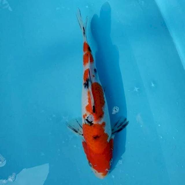 Sanke 25cm