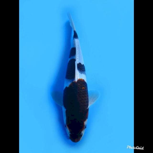 23cm , Male , Bahan , Budo Goromo