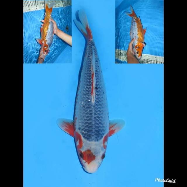 40bu ,Male , F1 Jumbo Asagi