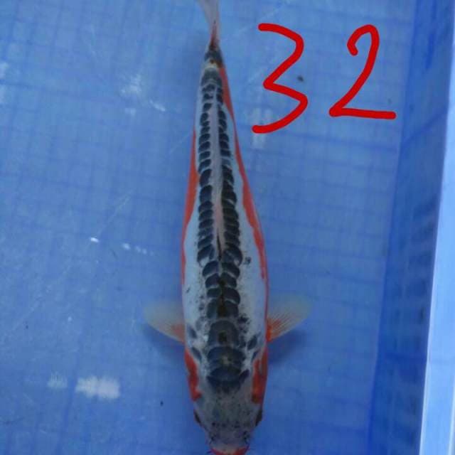 Shusui32