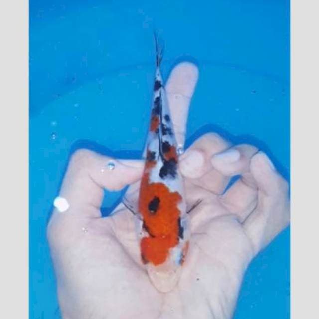 Sanke cakep original 20bu