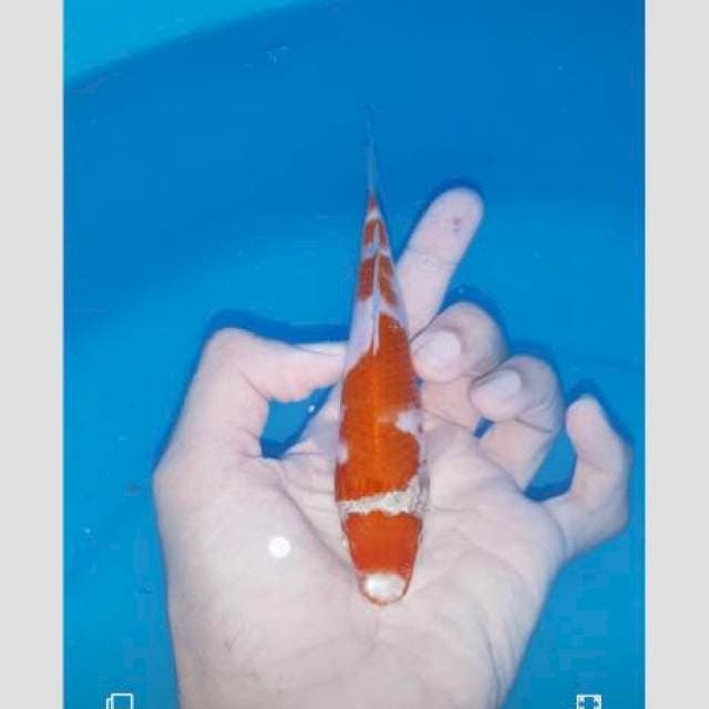 Kohaku cakep (ada katingan)