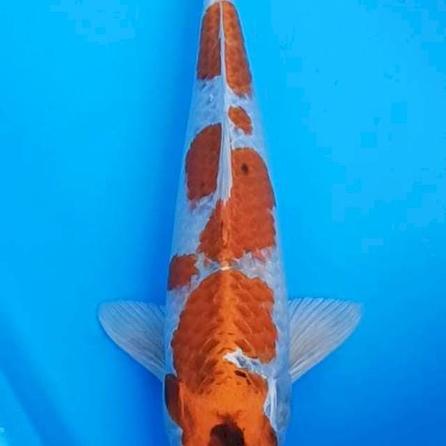 Kikushui kujaku male strong body 37+cm