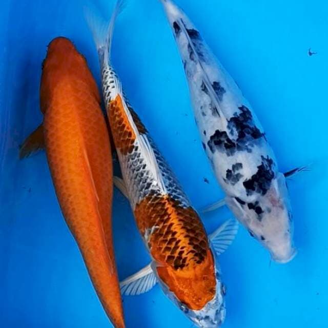 Mix trio benigoi-kujaku-shiro(sumi naik) 30bu