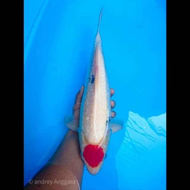 tancho sanke ginrin 41 cm
