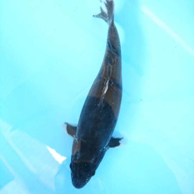 hajiro