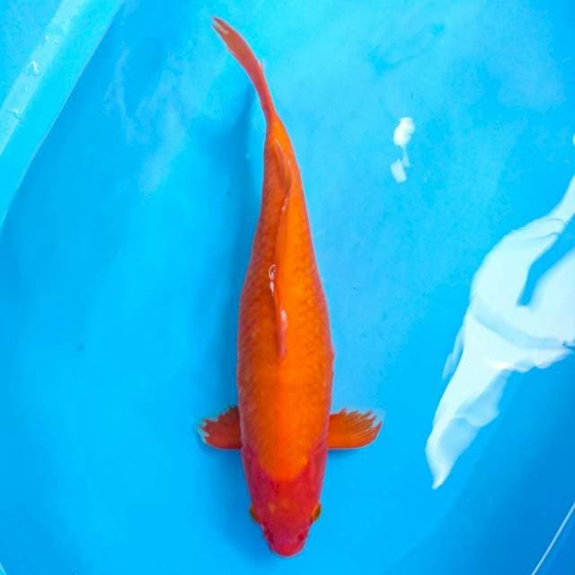 benigoi jumbo 41 cm male