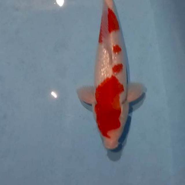 Ai goromo ginrin 38cm