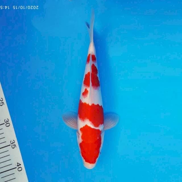 SAGA 11 ~ KOHAKU ™