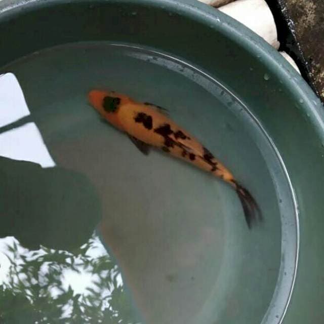 Hi Utsuri