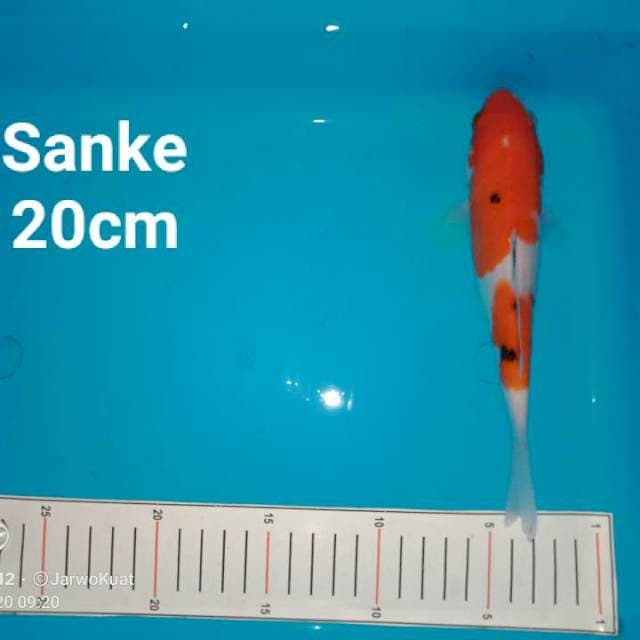 Sanke