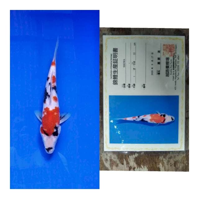 Showa KOSHIJI serti
