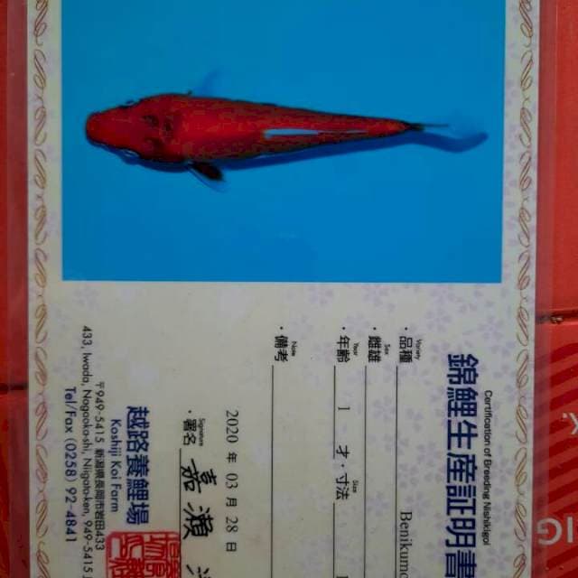 Benikumonryu serti Koshiji