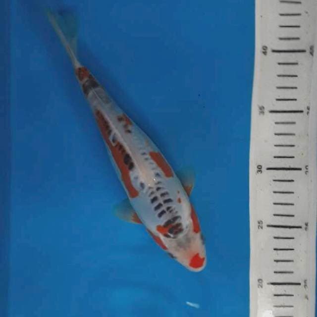 Shusui 24cm