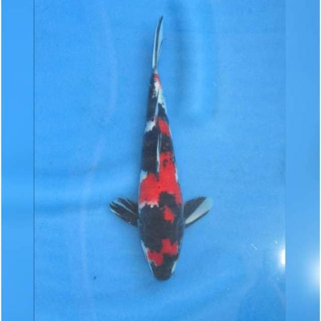 RED SHOWA SANSHOKU F1 - TOSAI