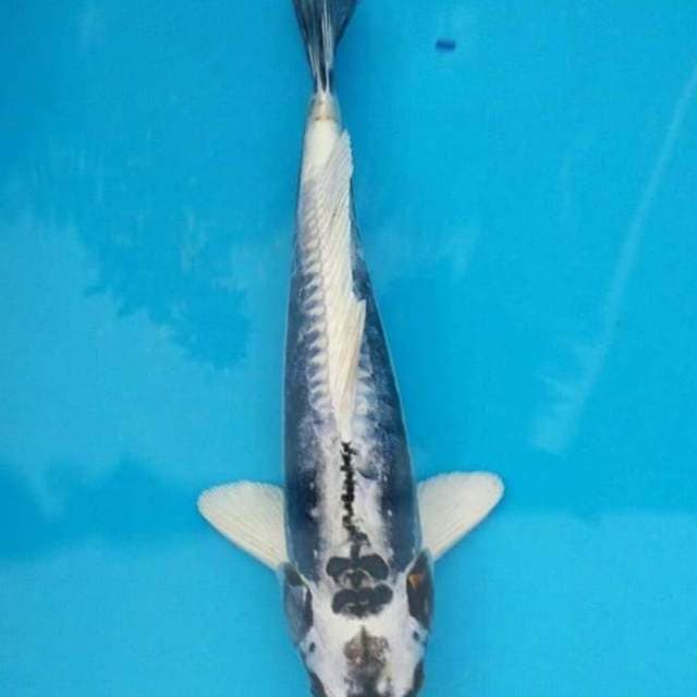 Gin Kabuto 30cm