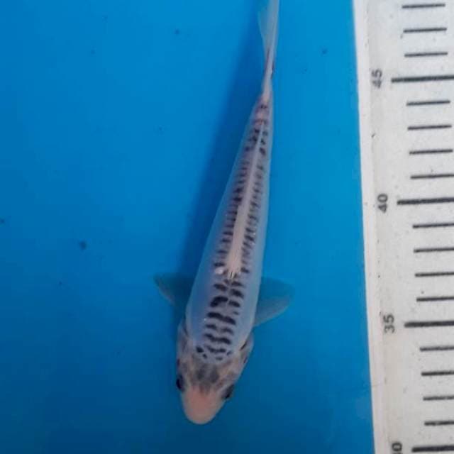 Shusui 17cm