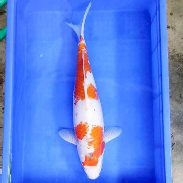 1. Jumbo || 50 cm