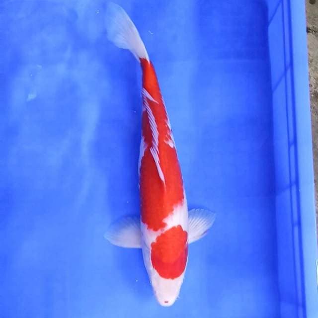 2. Kohaku || 41 cm || Jantan