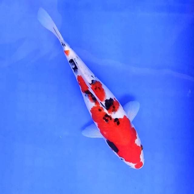 3. Sanke Strong || 26 cm