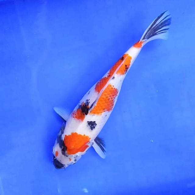 6. Showa || 30 cm