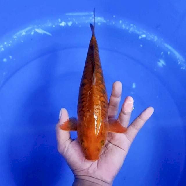 10. Tembaga Aragoke || 30 cm