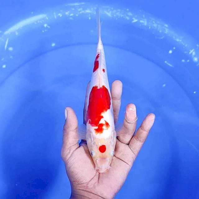 12. Maruten Kohaku Doitsu || 25 cm