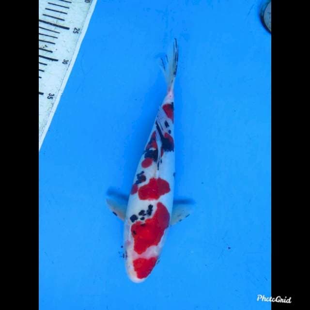 29cm male , Sanke Doitsu Murni