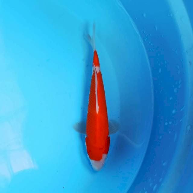 Kohaku 20 cm