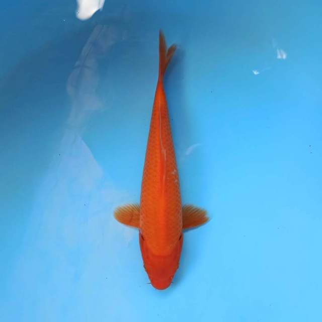 Benigoi 19 cm