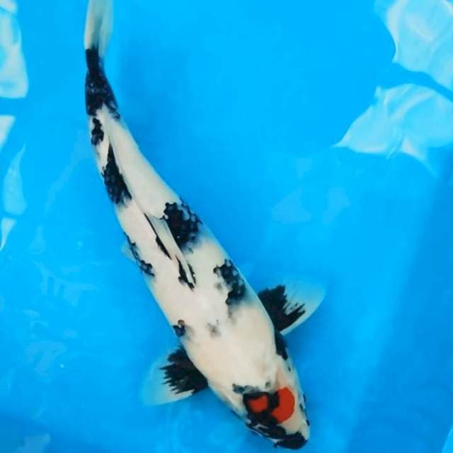 Tancho Showa ORI Halus Jantan || 34cm