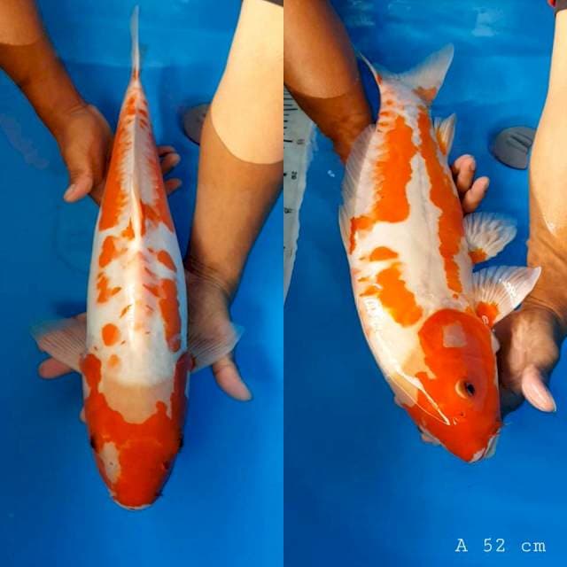 KOSUI antik 52 cm