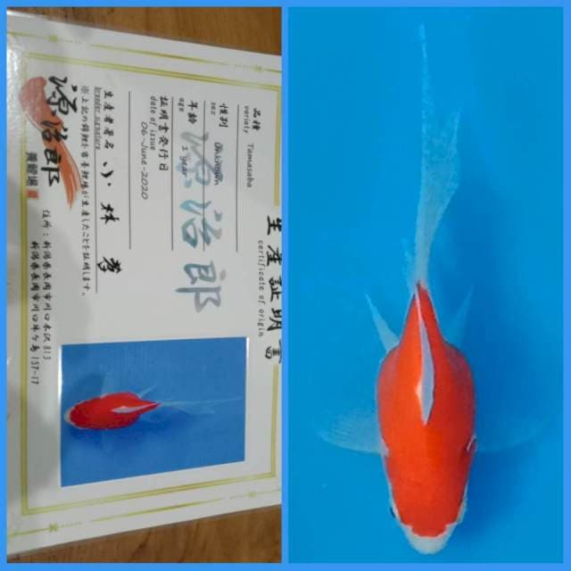 Tamasaba Kohaku / Sakura 🇯🇵