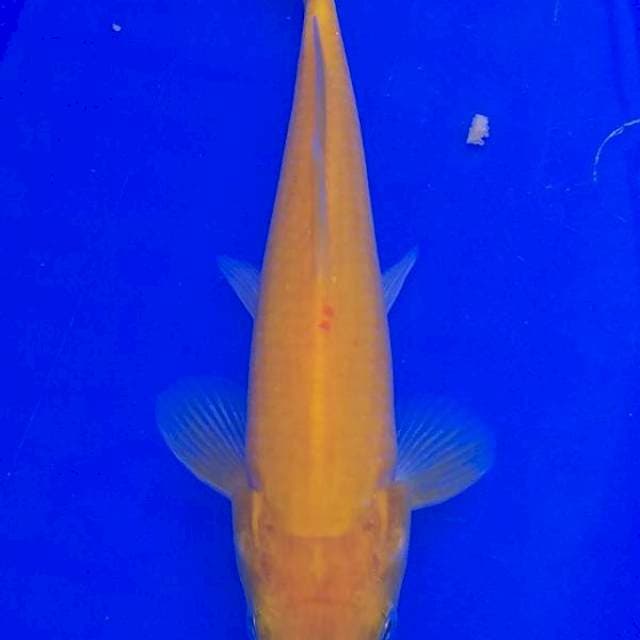 karashi yamasan 19 cm