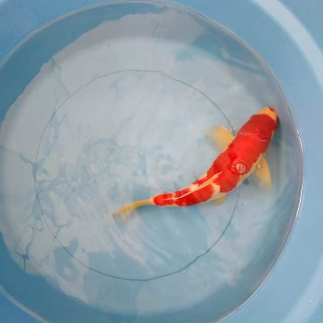 Kohaku strong Red