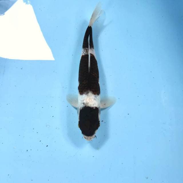 Budo Goromo, 26 cm