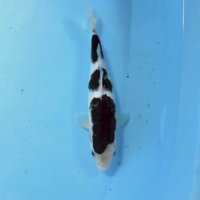 Budo Goromo, 25 cm