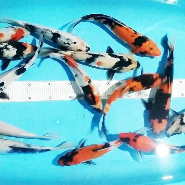 15 ekor 25-30cm