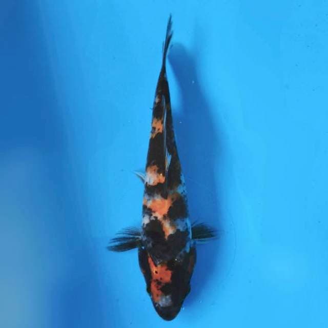 Showa sanshoku