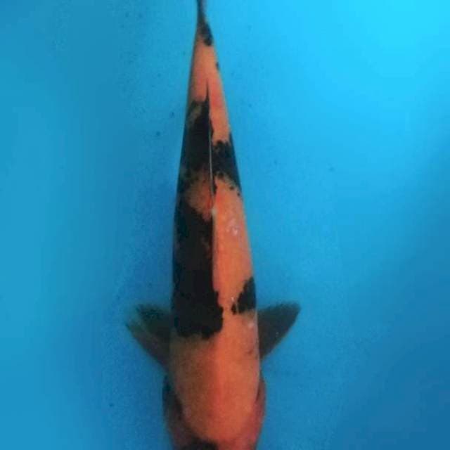 Hi utsuri